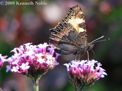 small tortoiseshell (Aglais urticae) Kenneth Noble